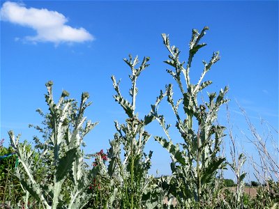 Eselsdistel (Onopordum acanthium) in Hockenheim