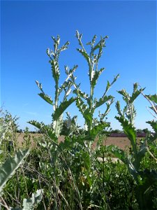Eselsdistel (Onopordum acanthium) in Hockenheim