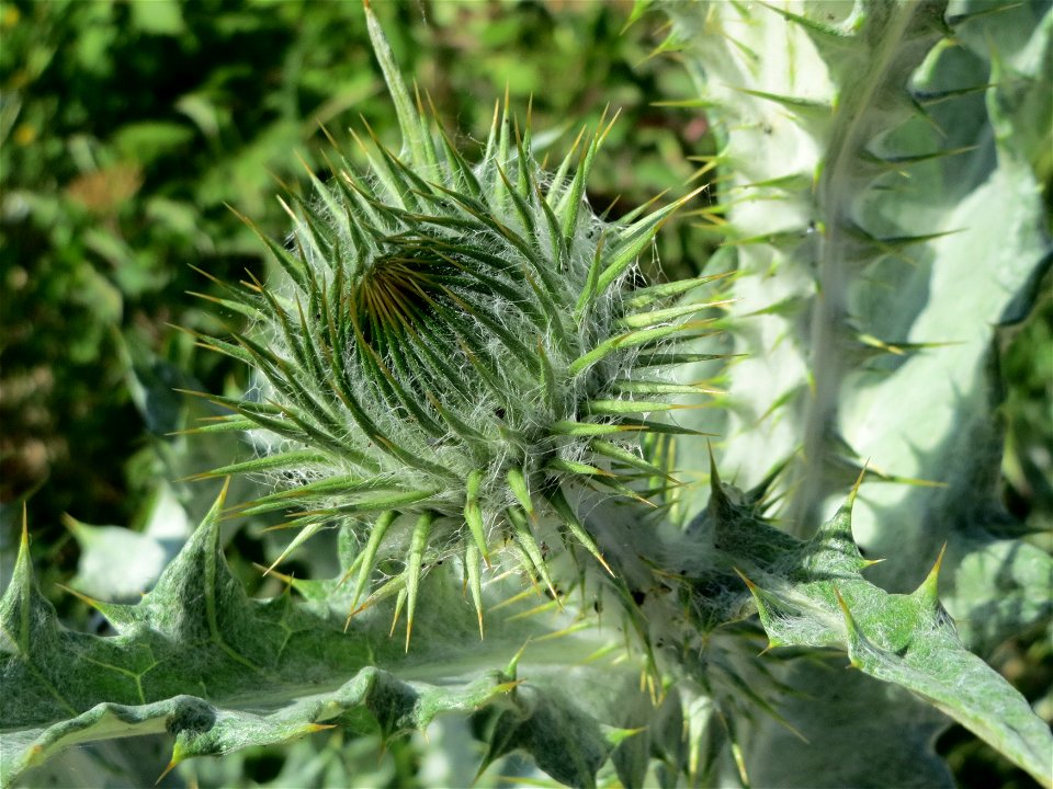 Eselsdistel (Onopordum acanthium) in Hockenheim