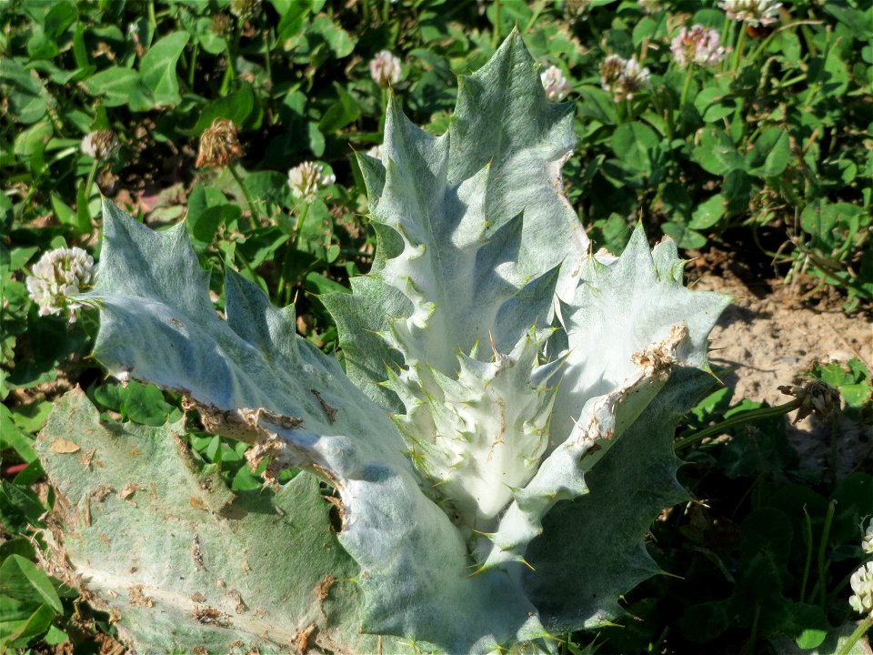 Eselsdistel (Onopordum acanthium) in Hockenheim