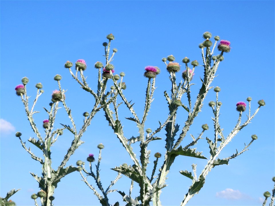 Eselsdistel (Onopordum acanthium) in Hockenheim