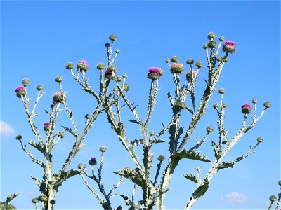 Eselsdistel (Onopordum acanthium) in Hockenheim