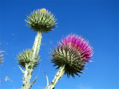 Eselsdistel (Onopordum acanthium) in Hockenheim