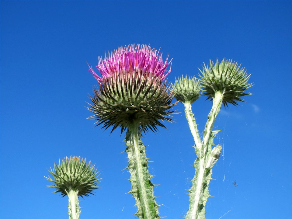 Eselsdistel (Onopordum acanthium) in Hockenheim