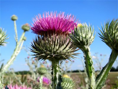 Eselsdistel (Onopordum acanthium) in Hockenheim