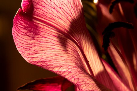 Lily flower pink