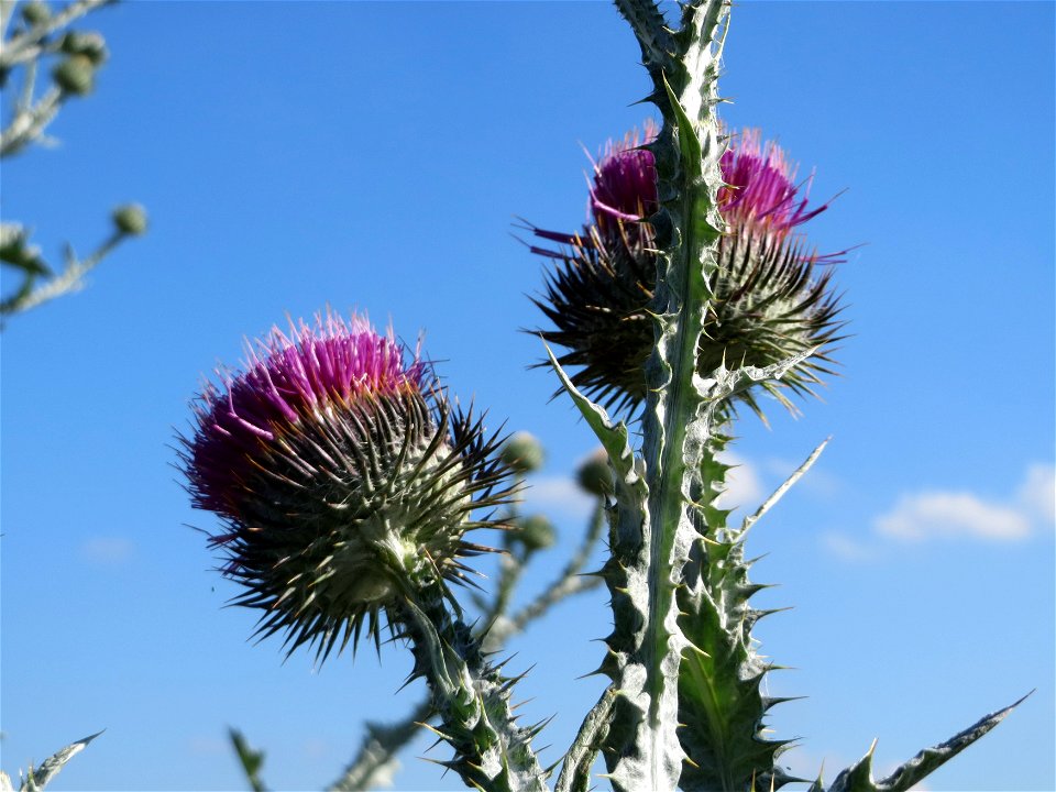 Eselsdistel (Onopordum acanthium) in Hockenheim