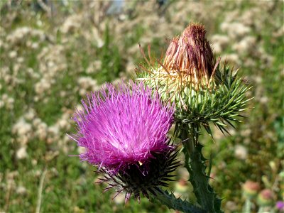 Eselsdistel (Onopordum acanthium) in Hockenheim