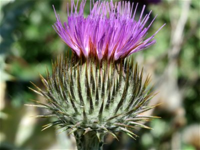 Eselsdistel (Onopordum acanthium) in Hockenheim