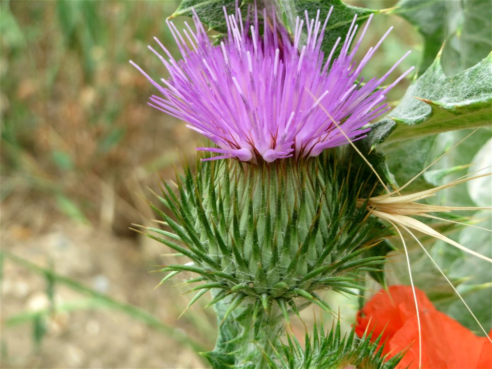 Eselsdistel (Onopordum acanthium) an der Elisabethenstraße bei Wiesbaden