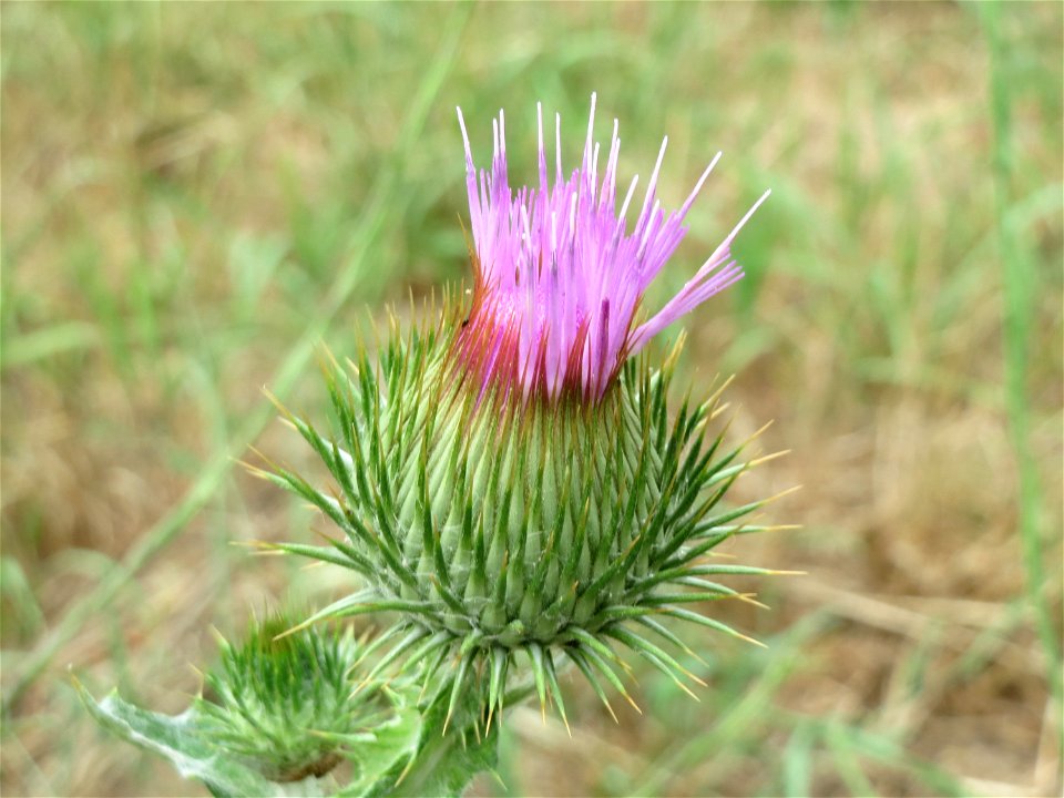 Eselsdistel (Onopordum acanthium) an der Elisabethenstraße bei Wiesbaden