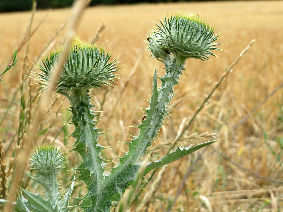 Eselsdistel (Onopordum acanthium) an der Elisabethenstraße bei Wiesbaden