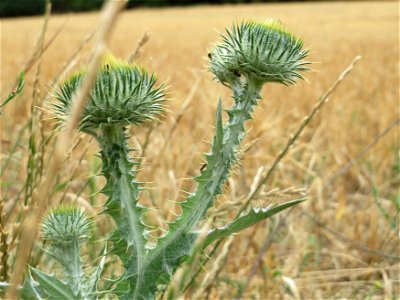 Eselsdistel (Onopordum acanthium) an der Elisabethenstraße bei Wiesbaden