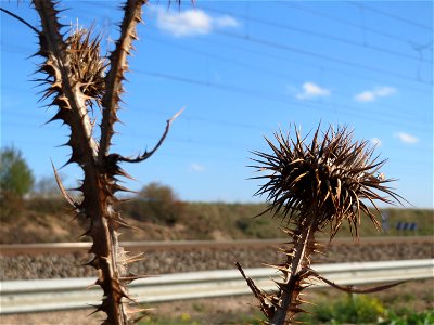 Eselsdistel (Onopordum acanthium) bei Reilingen
