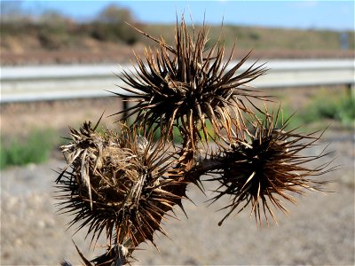 Eselsdistel (Onopordum acanthium) bei Reilingen