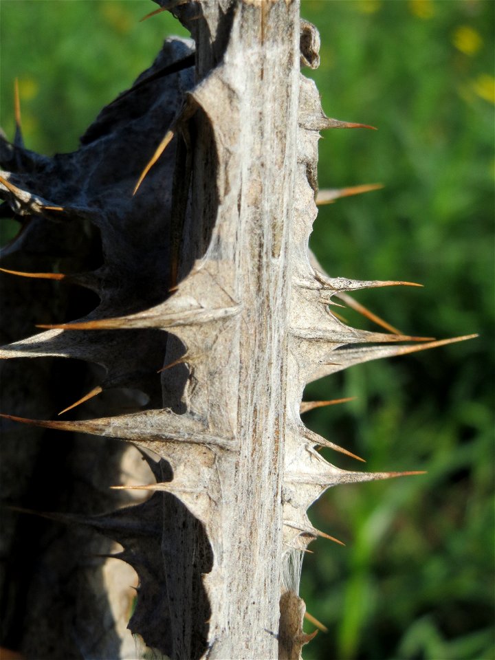 Eselsdistel (Onopordum acanthium) bei Reilingen