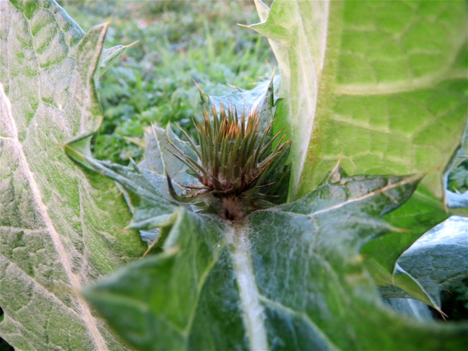 Verfrühte Eselsdistel (Onopordum acanthium) in Hockenheim