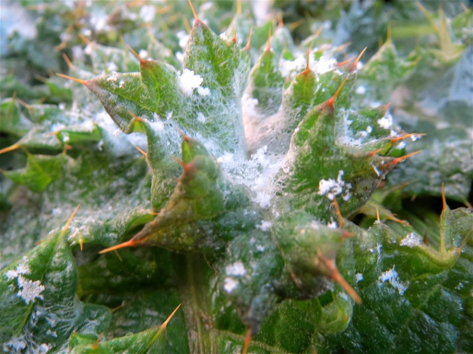 Verfrühte Eselsdistel (Onopordum acanthium) in Hockenheim - vom Wintereinbruch überrascht