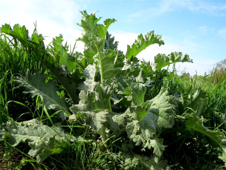 Eselsdistel (Onopordum acanthium) in Hockenheim