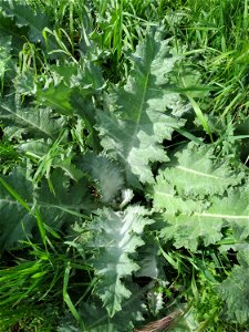 Eselsdistel (Onopordum acanthium) in Hockenheim