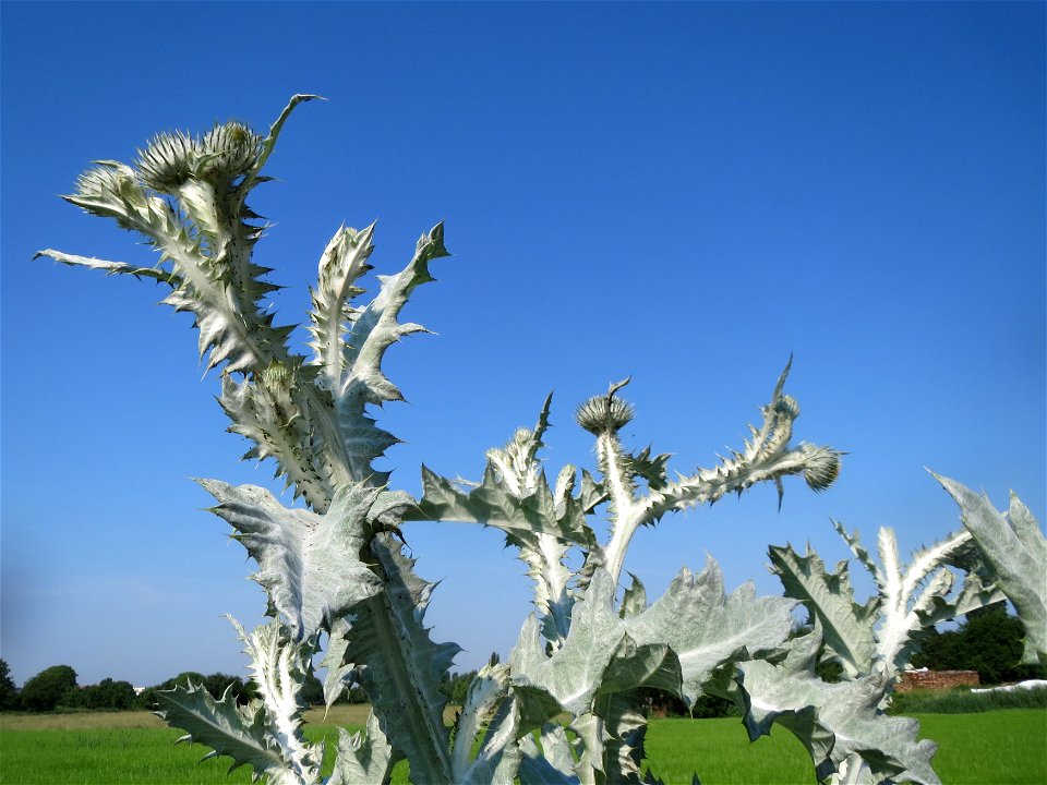 Garten-Eselsdistel (Onopordum × hortorum) in Hockenheim