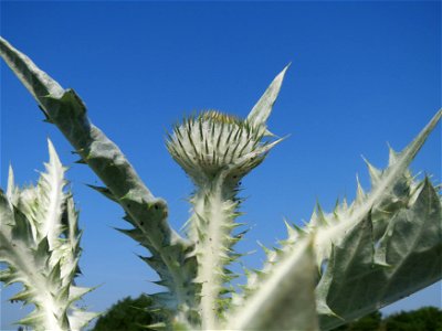 Garten-Eselsdistel (Onopordum × hortorum) in Hockenheim