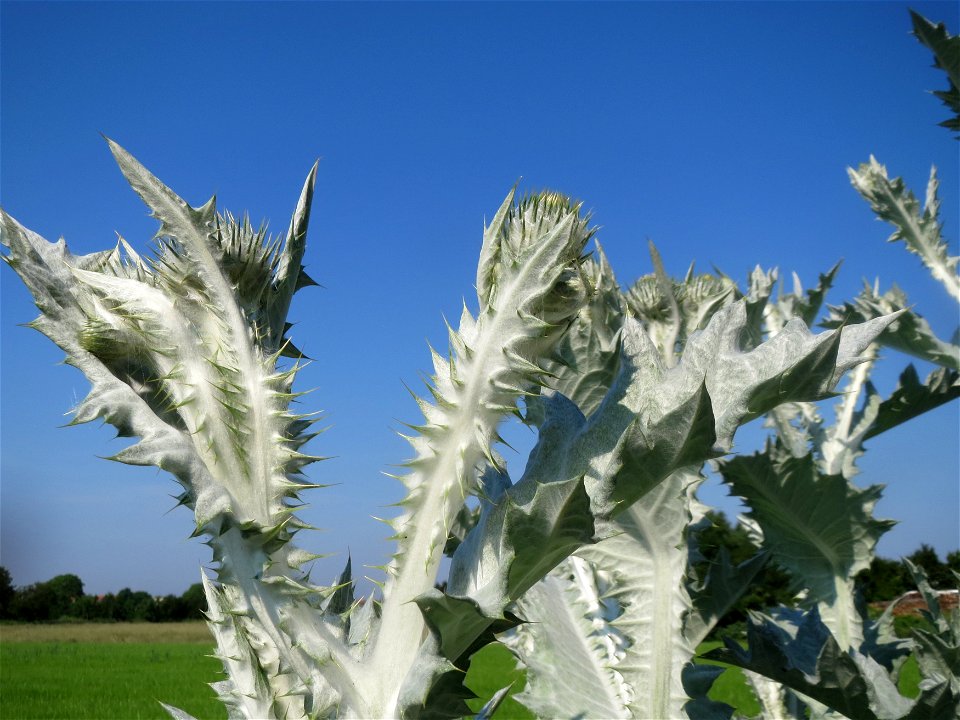 Garten-Eselsdistel (Onopordum × hortorum) in Hockenheim