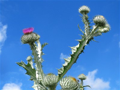 Garten-Eselsdistel (Onopordum × hortorum) in Hockenheim
