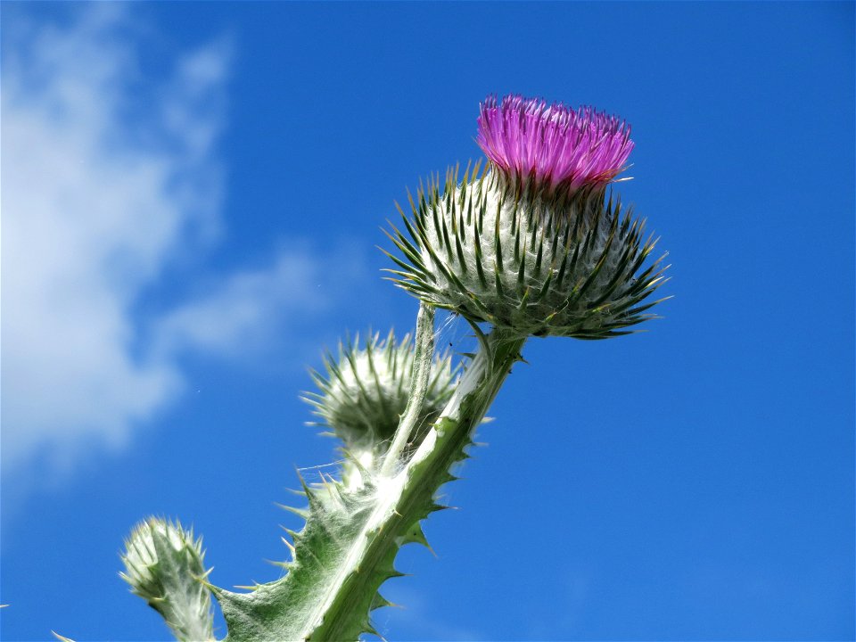 Garten-Eselsdistel (Onopordum × hortorum) in Hockenheim
