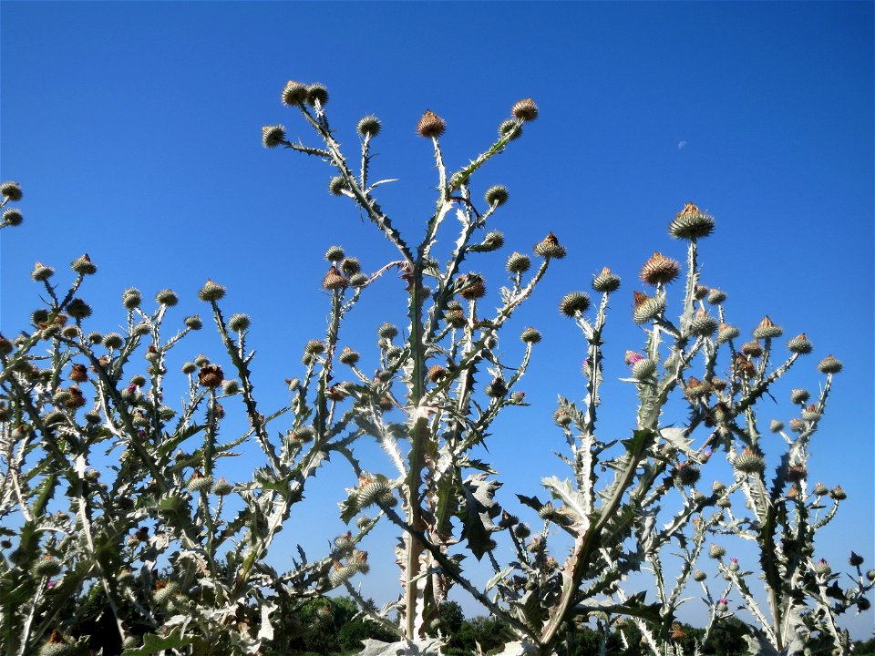 Eselsdistel (Onopordum acanthium) in Hockenheim