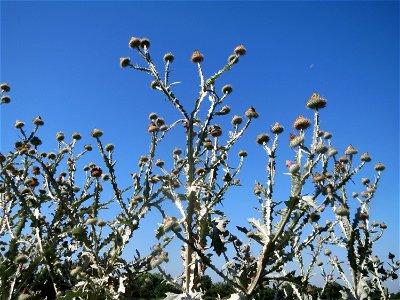 Eselsdistel (Onopordum acanthium) in Hockenheim