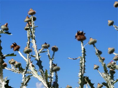 Eselsdistel (Onopordum acanthium) in Hockenheim