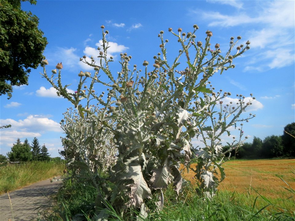 Eselsdistel (Onopordum acanthium) in Hockenheim