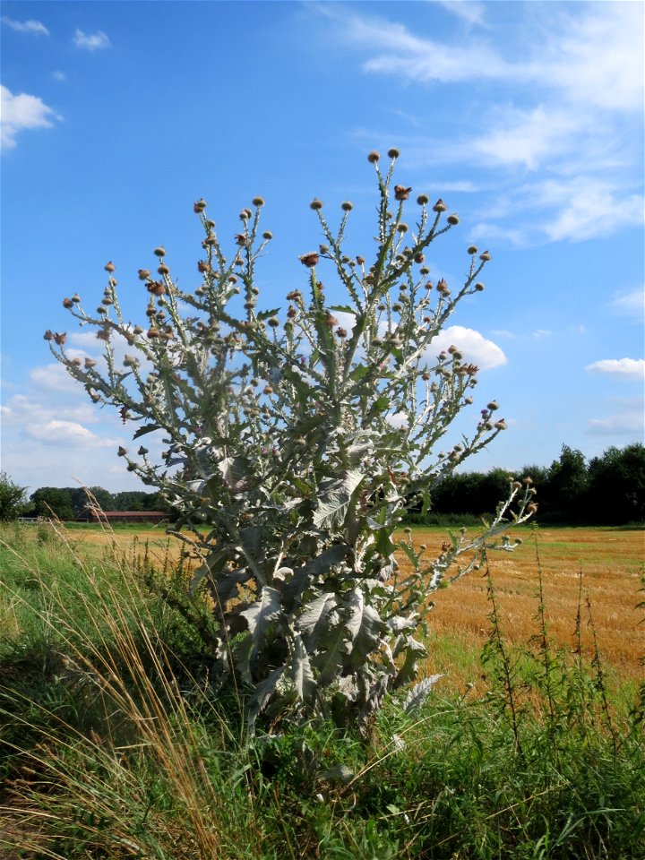 Eselsdistel (Onopordum acanthium) in Hockenheim