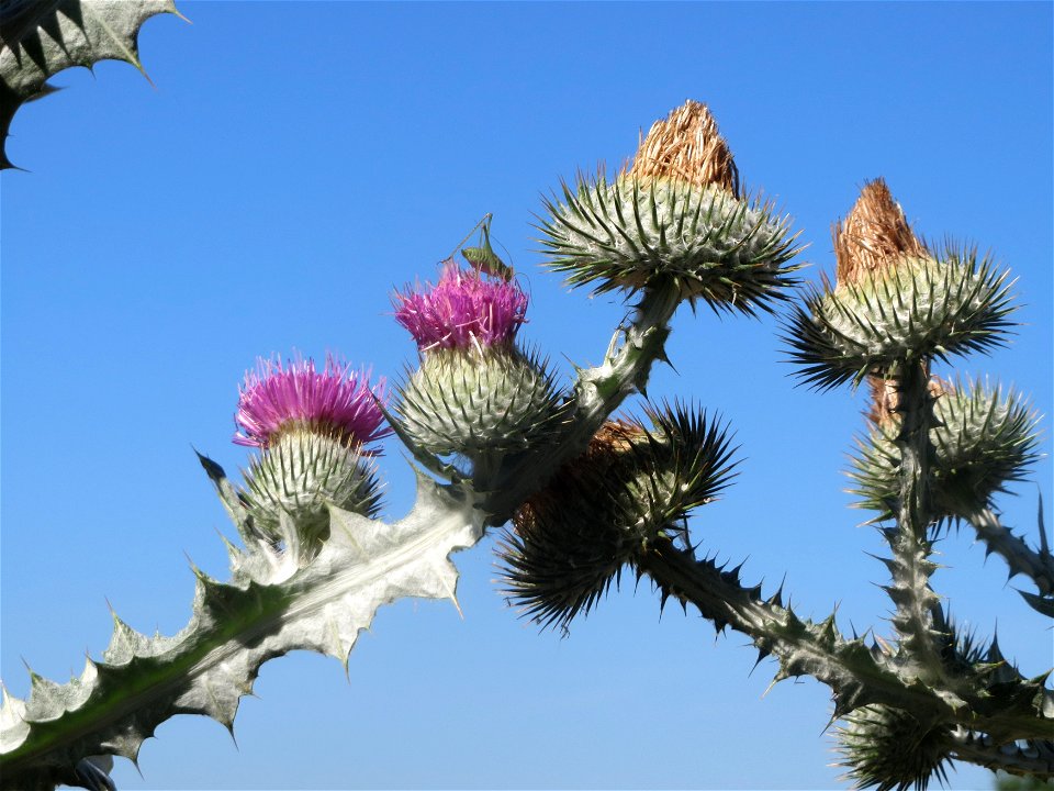 Eselsdistel (Onopordum acanthium) in Hockenheim