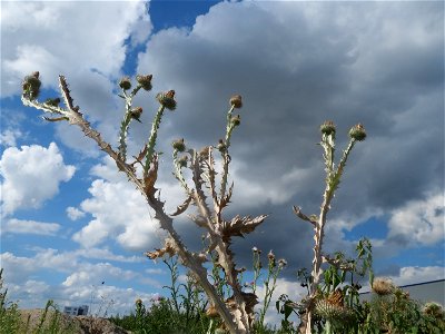 Eselsdistel (Onopordum acanthium) auf einer Ruderalfläche in Hockenheim-Talhaus
