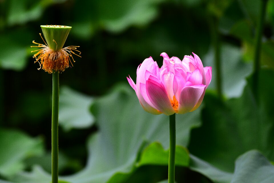 Lotus flower plant