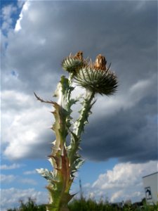 Eselsdistel (Onopordum acanthium) auf einer Ruderalfläche in Hockenheim-Talhaus