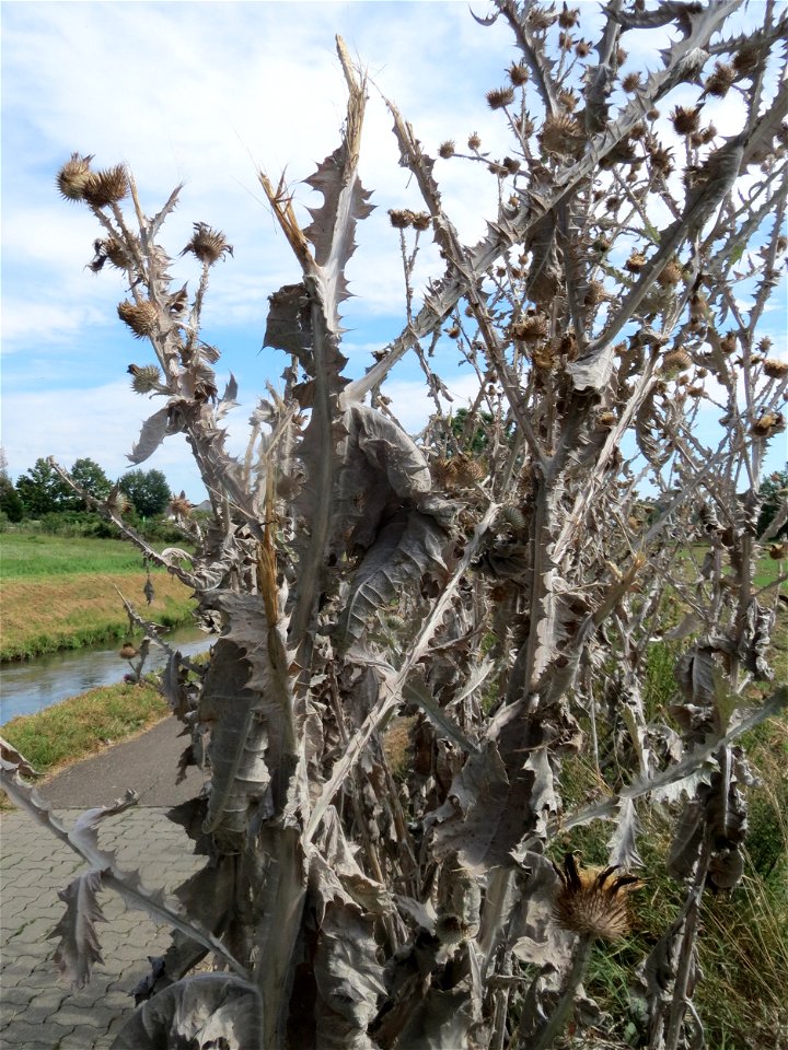 Garten-Eselsdistel (Onopordum × hortorum) in Hockenheim