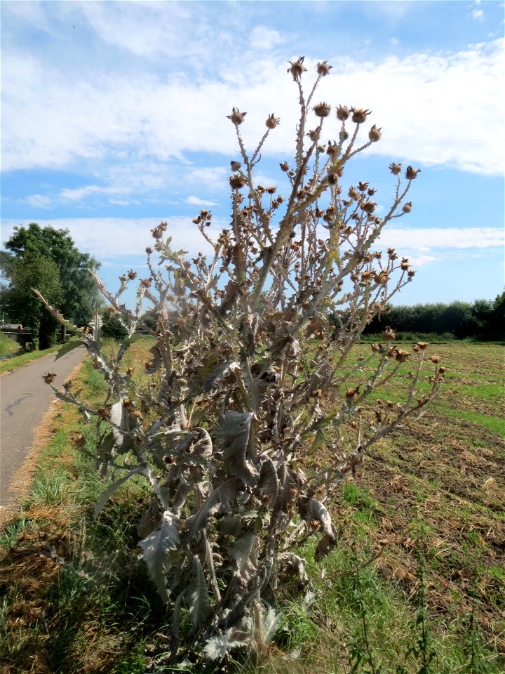Garten-Eselsdistel (Onopordum × hortorum) in Hockenheim