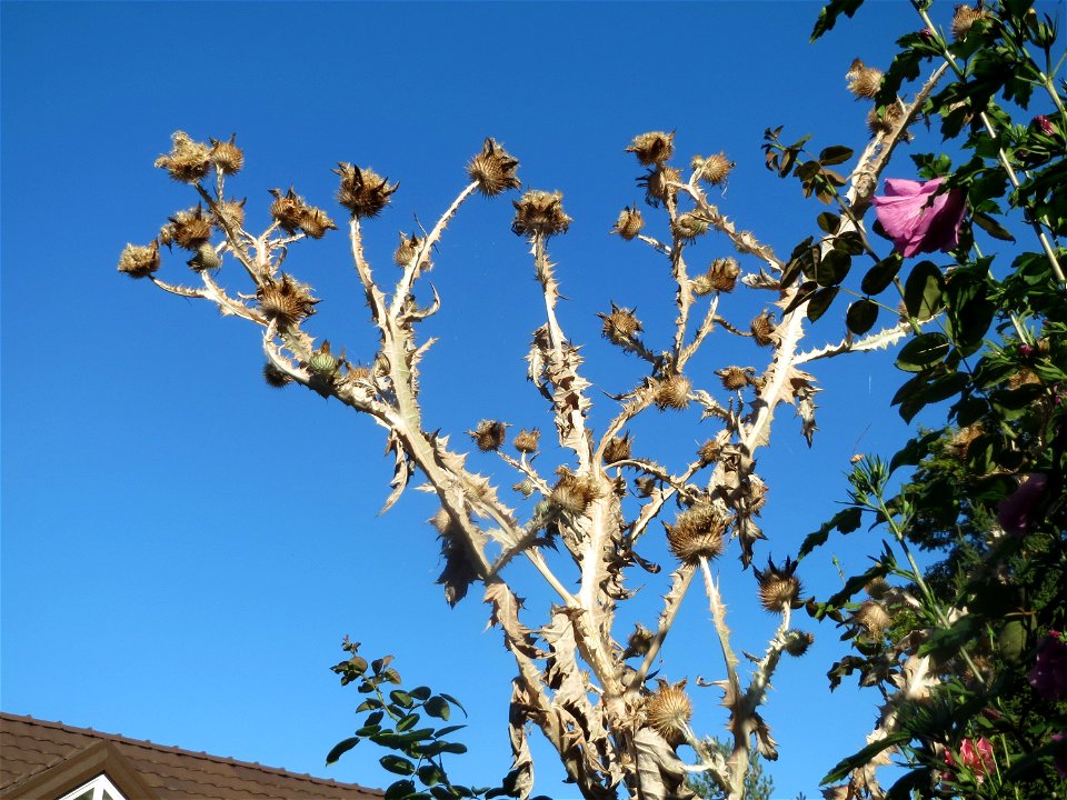 Eselsdistel (Onopordum acanthium) in Alt-Saarbrücken