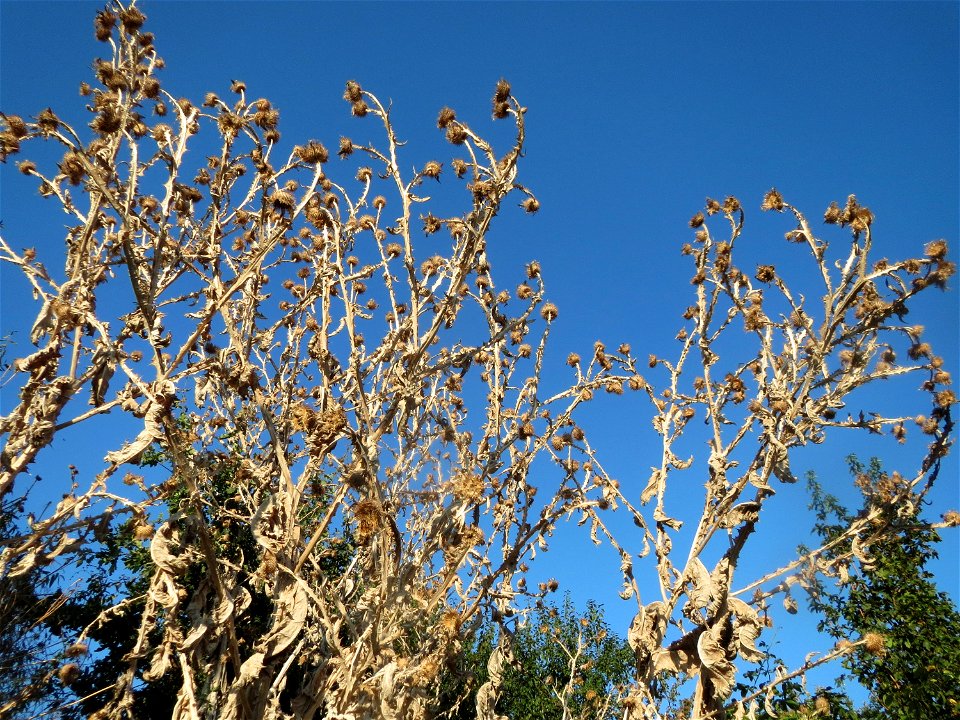 Eselsdistel (Onopordum acanthium) bei Neulußheim