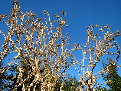 Eselsdistel (Onopordum acanthium) bei Neulußheim