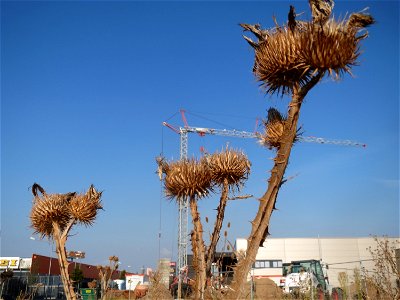 Eselsdistel (Onopordum acanthium) auf einer Ruderalfläche in Hockenheim-Talhaus