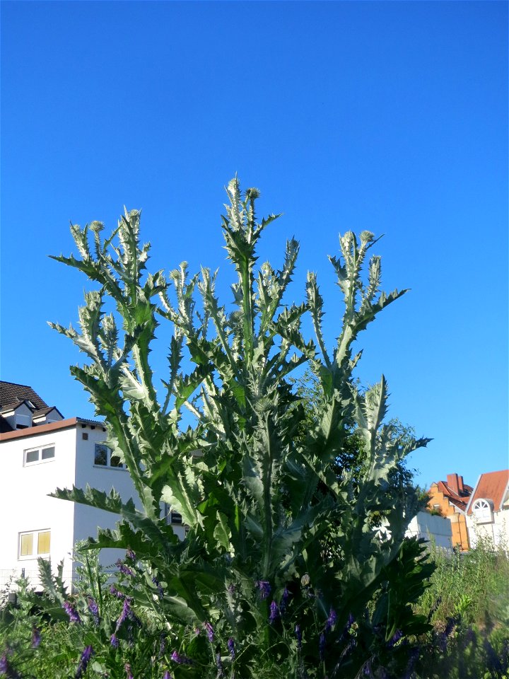 Schon mächtig emporragende Eselsdistel (Onopordum acanthium) auf einer Brachfläche am Messplatz in Hockenheim