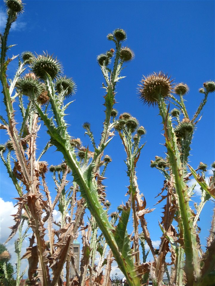 Eselsdistel (Onopordum acanthium) auf einer Brachfläche am Messplatz in Hockenheim