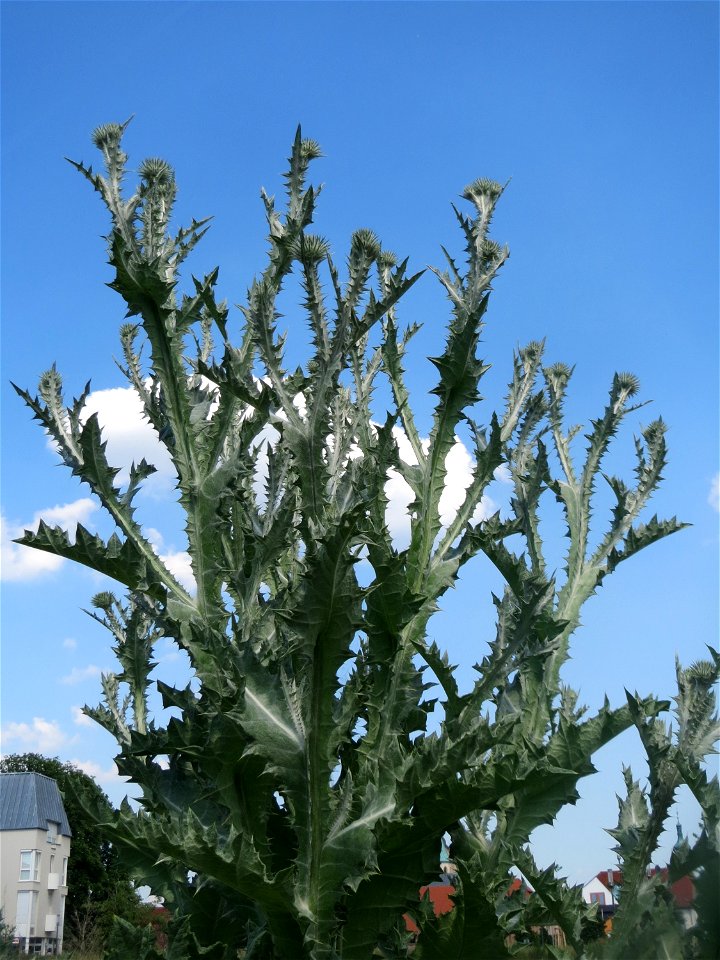 Garten-Eselsdistel (Onopordum × hortorum) auf einer Brachfläche am Messplatz in Hockenheim