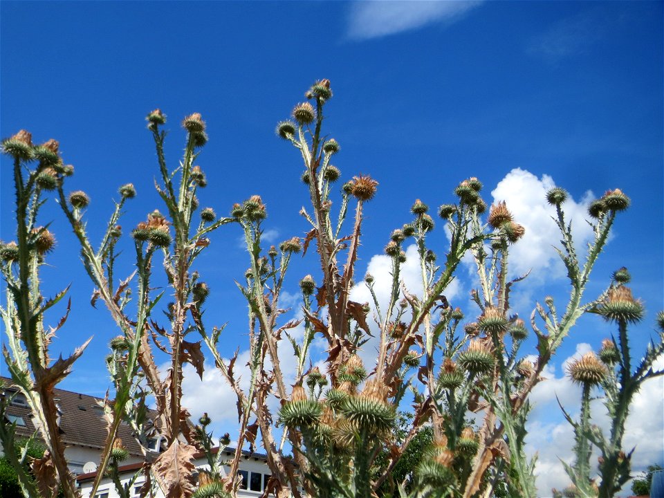 Eselsdistel (Onopordum acanthium) auf einer Brachfläche am Messplatz in Hockenheim