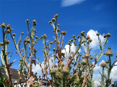 Eselsdistel (Onopordum acanthium) auf einer Brachfläche am Messplatz in Hockenheim