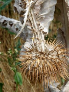 Eselsdistel (Onopordum acanthium) im Landschaftsschutzgebiet „Hockenheimer Rheinbogen“